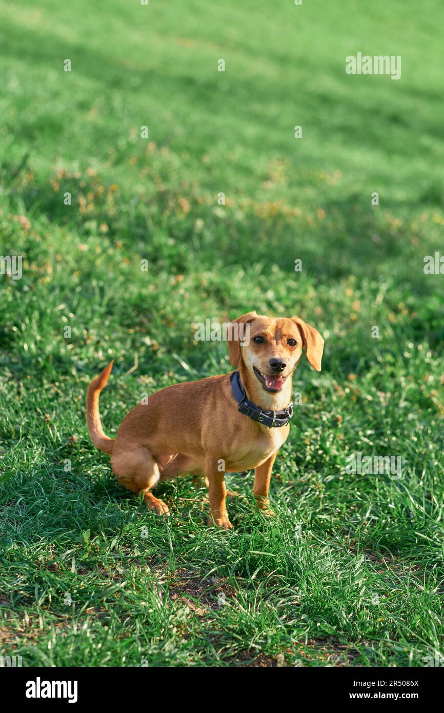 Beautiful ginger dog sitting in the garden at the sunset looking at the camera . Green grass, summer conceptHigh quality photo Stock Photo