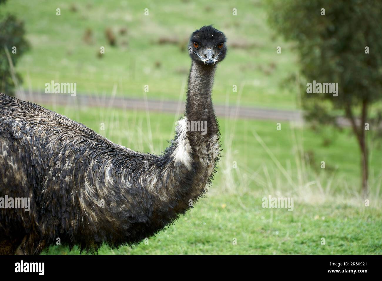 A head and neck shot of a single wild Emu looking straight at the camera Stock Photo