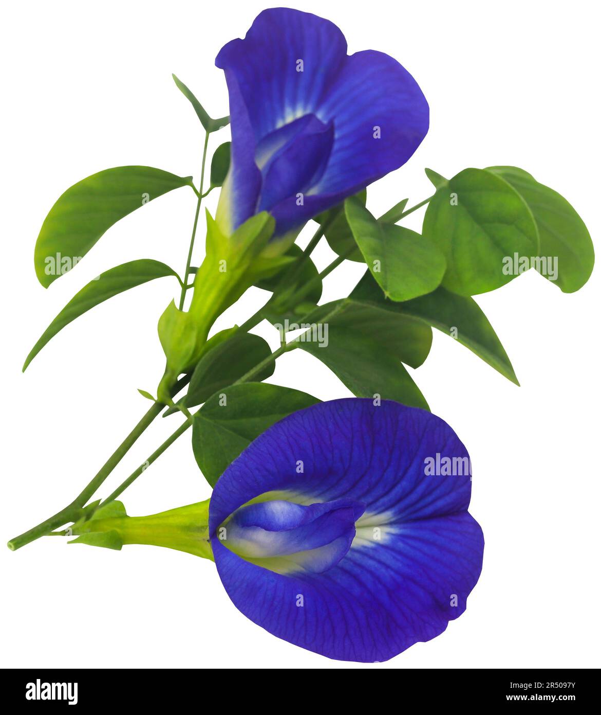Clitoria ternatea or blue aparajita flower isolated Stock Photo