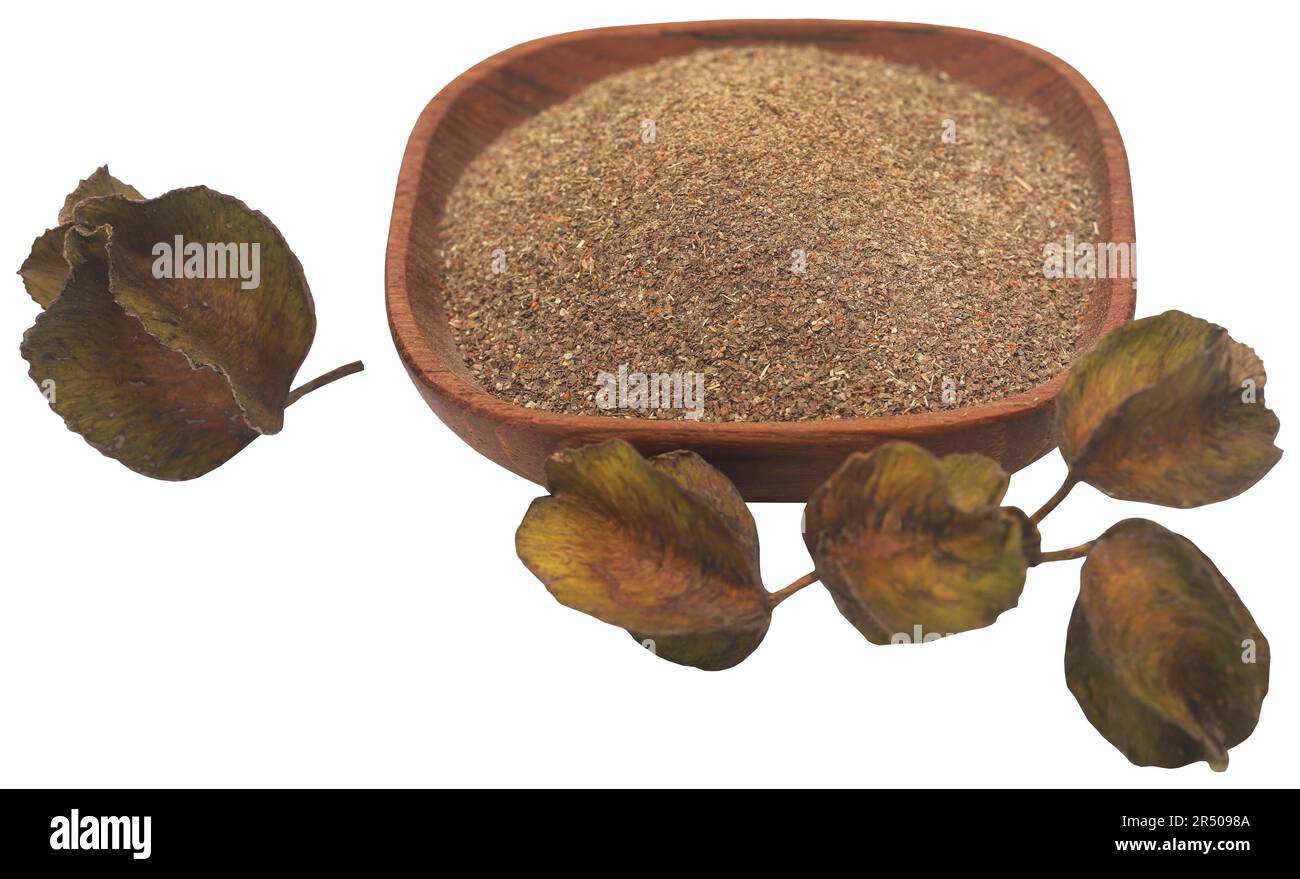 Ayurvedic arjun fruit with ground powder in bowl Stock Photo