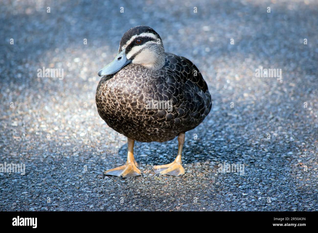 the pacific black duck has a dark body and a paler head with a dark