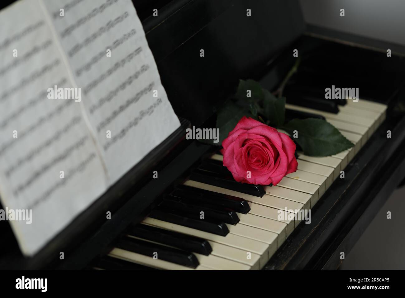 Pink Color Rose Note Beautiful pink rose and musical notes on piano Stock Photo - Alamy