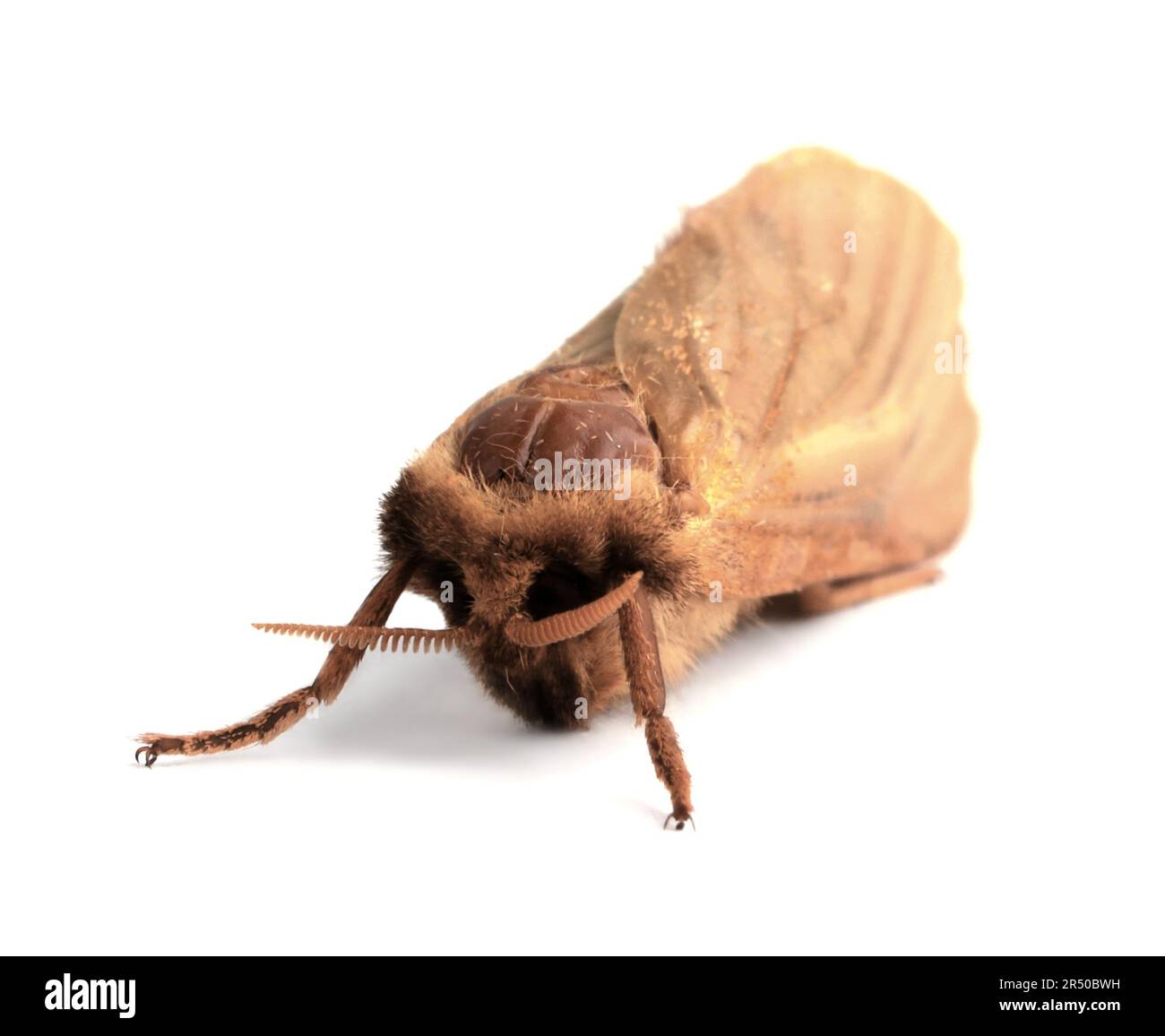 Brown common clothing moth isolated on white Stock Photo Alamy