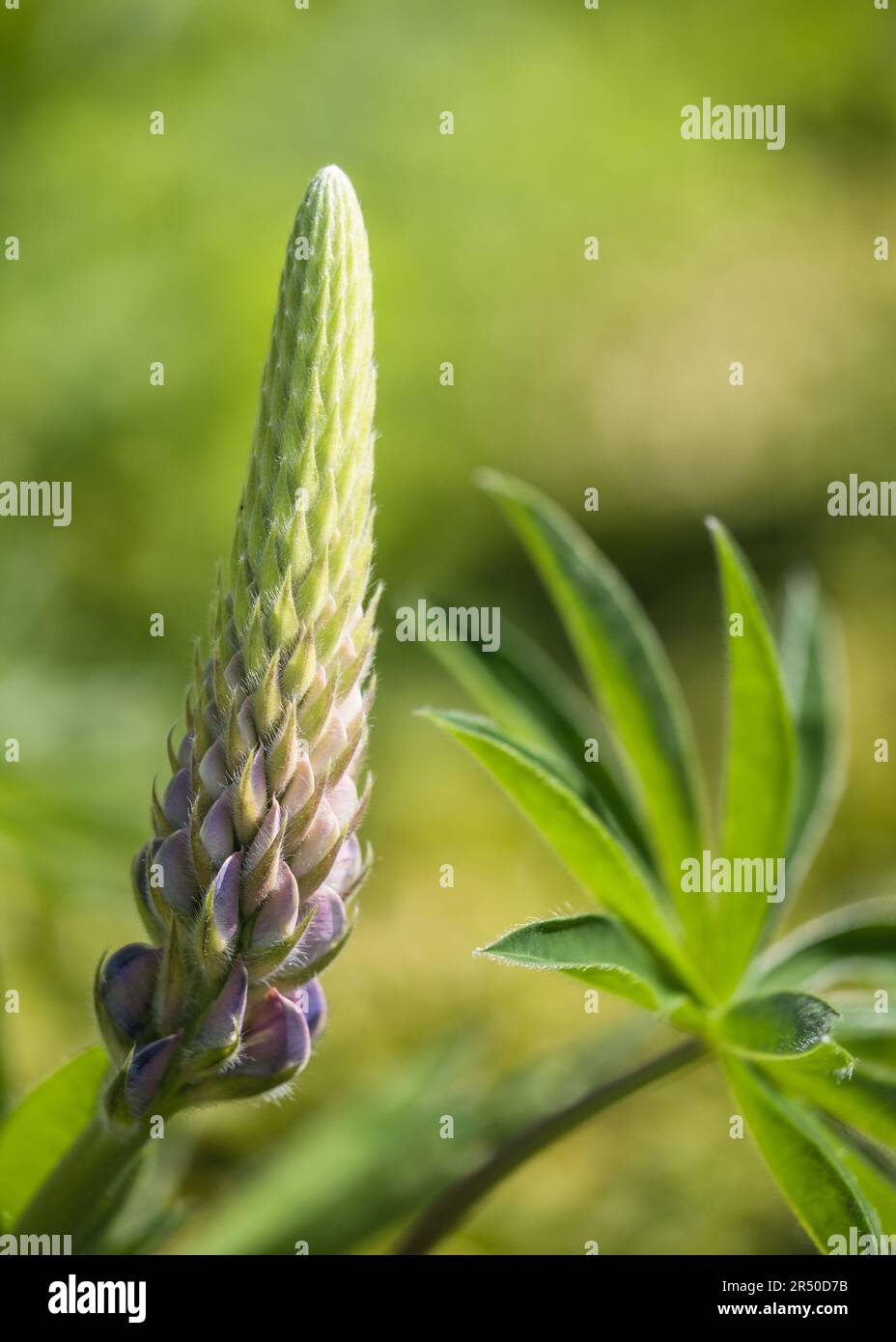 The tip of unopened Lupins ( Lupinus ) 'Persian Slipper' in the flower borders of Rousham House Gardens in Oxfordshire. Stock Photo