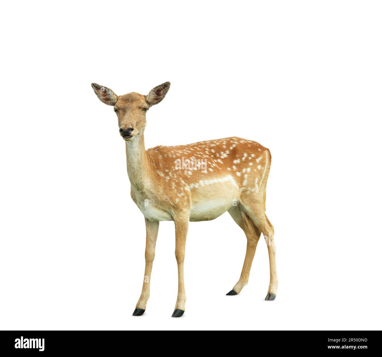 Beautiful deer on white background. Wild animal Stock Photo