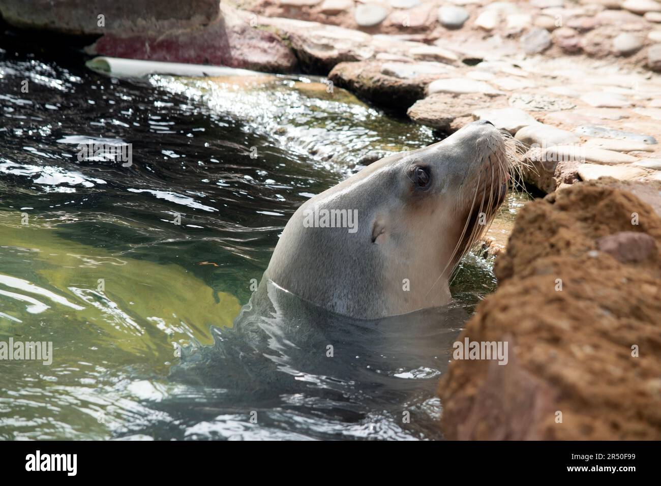 Sea lions are characterized by external ear flaps, long fore flippers