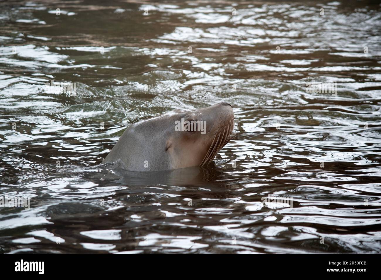 Sea lions are characterized by external ear flaps, long fore flippers, and a big chest and belly. They have short, thick fur, covering a thick layer o Stock Photo