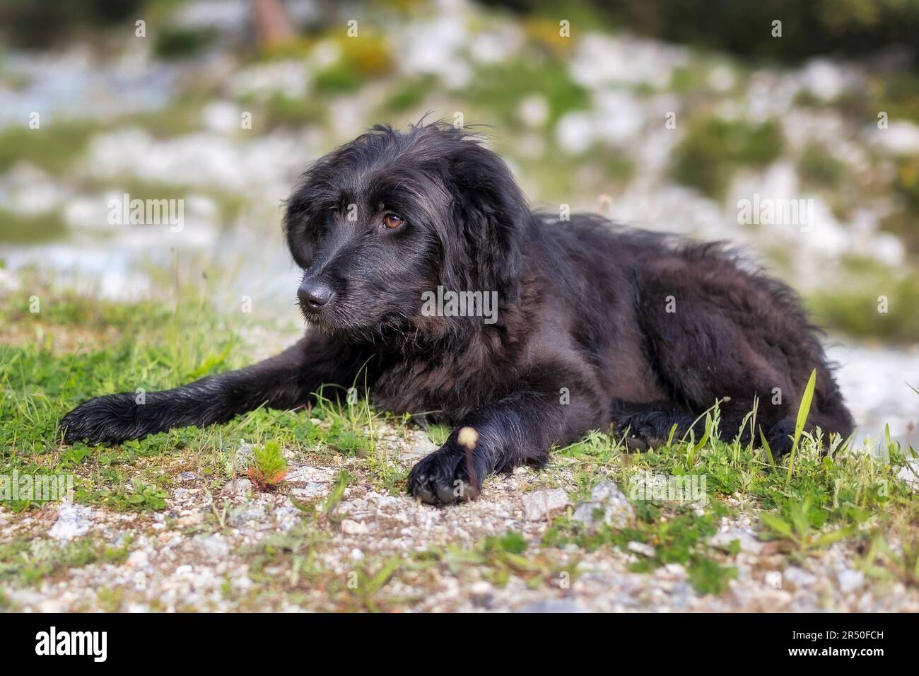 Black dog puppy lying dowm in the grass, walk outdoors fun Stock Photo