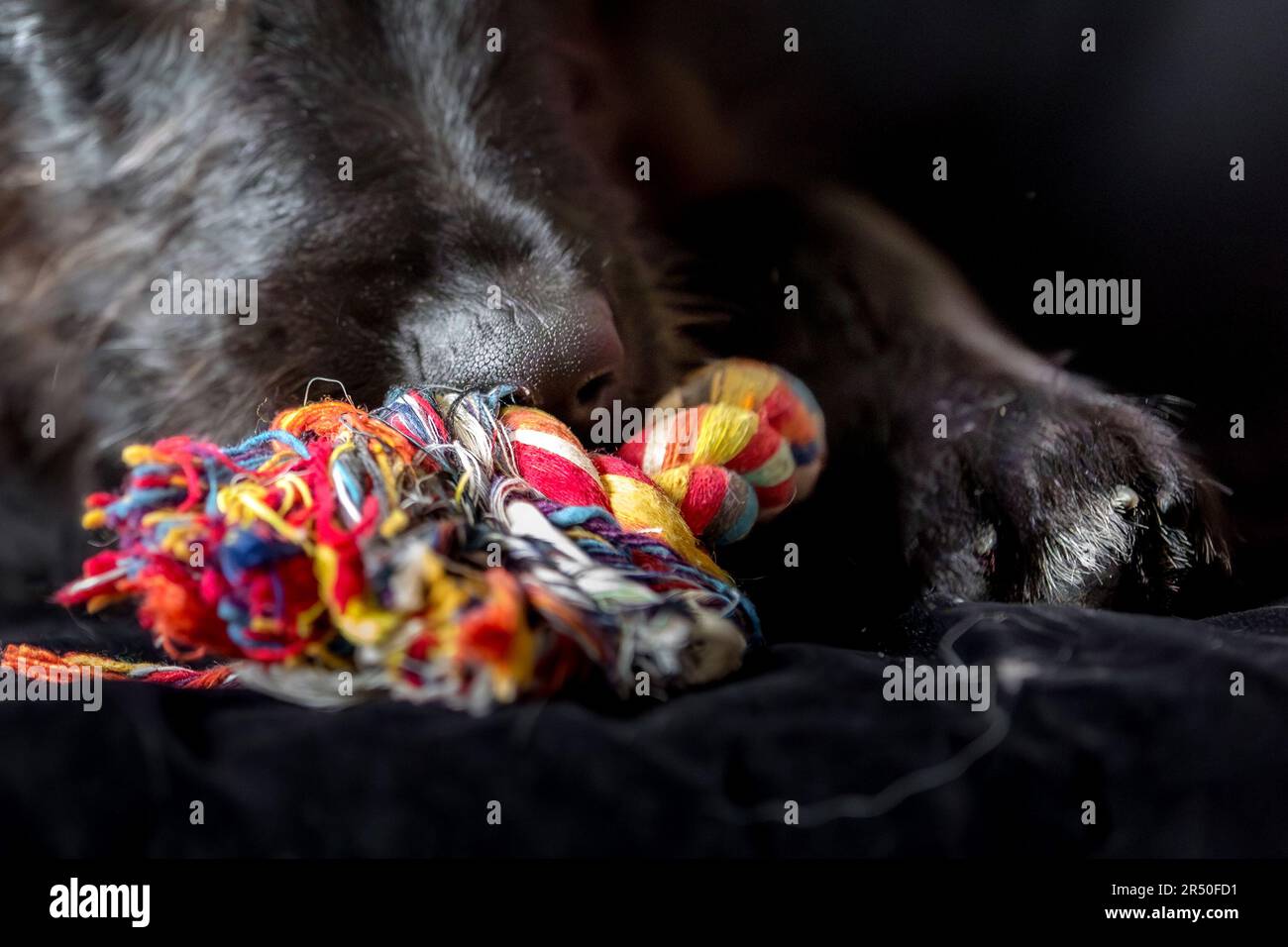 Dog Knots Woman