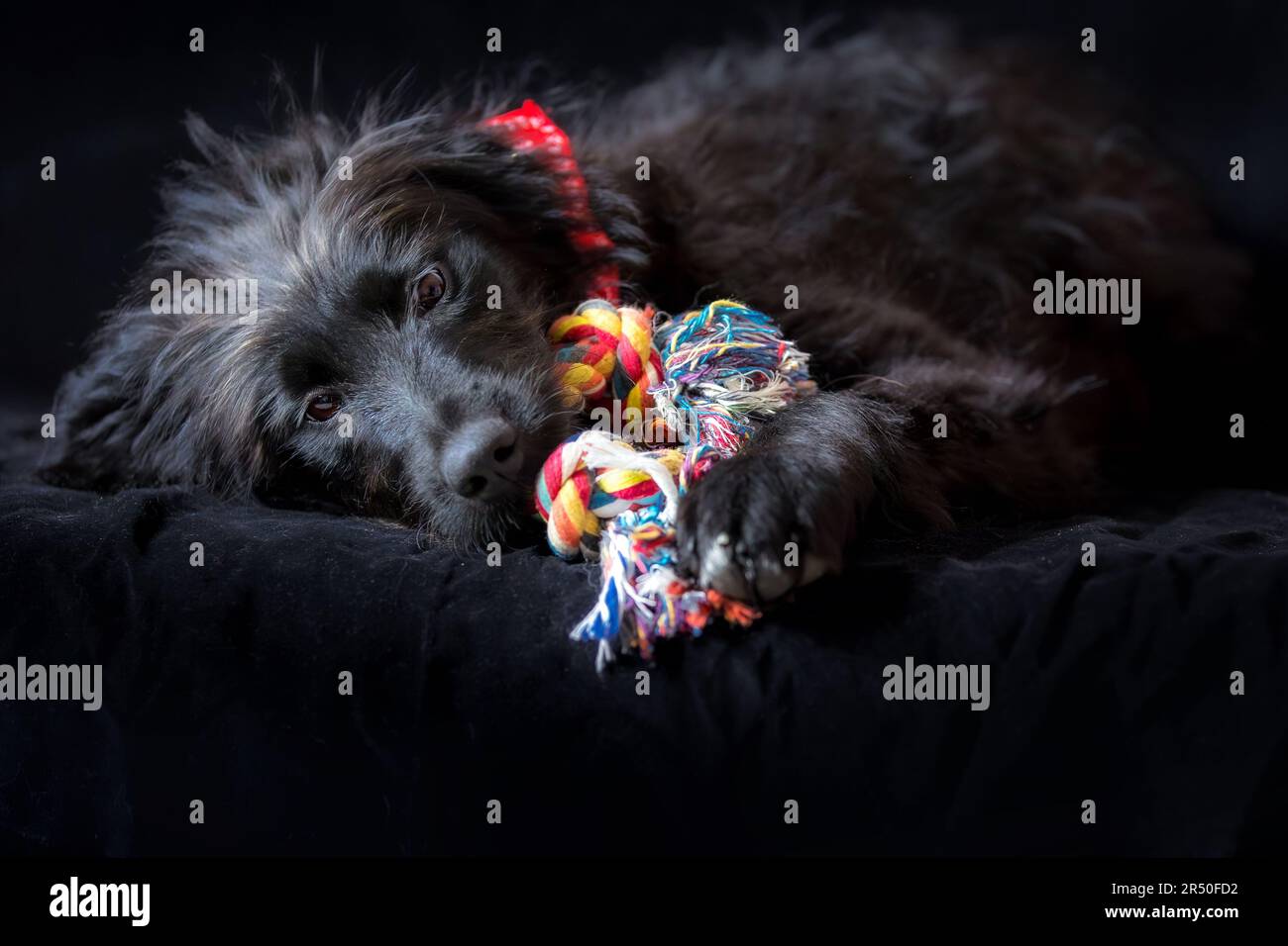 Soft cuddly dog toys Banque d'images détourées - Alamy