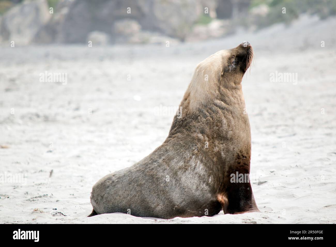 the male sea lion is a darker grey with white or golden hair on top Stock Photo