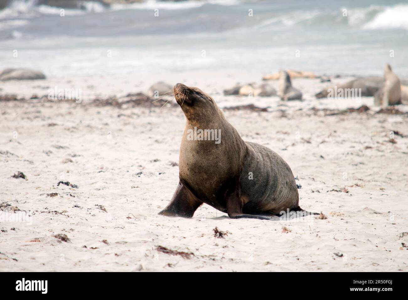 Sea lions are characterized by external ear flaps, long fore flippers, and a big chest and belly. Stock Photo