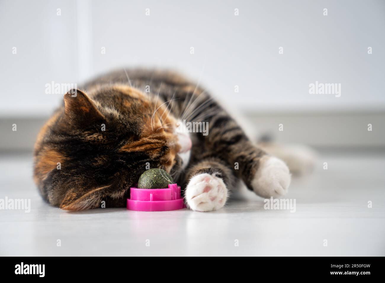 Pleased calm cat enjoy with catnip ball toy lying on kitchen floor