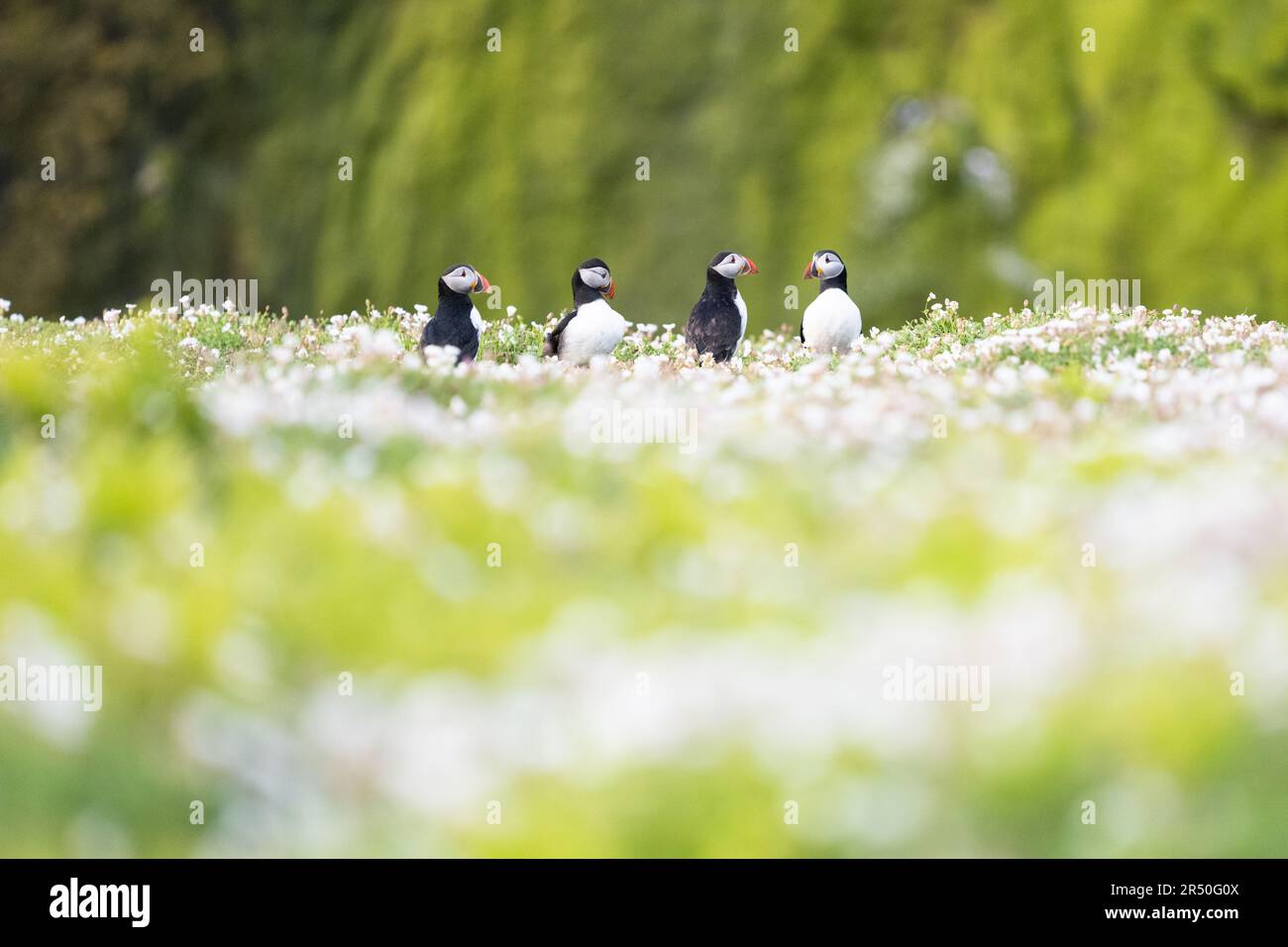 Puffins surrounded by sea campion flowers on Skomer Island