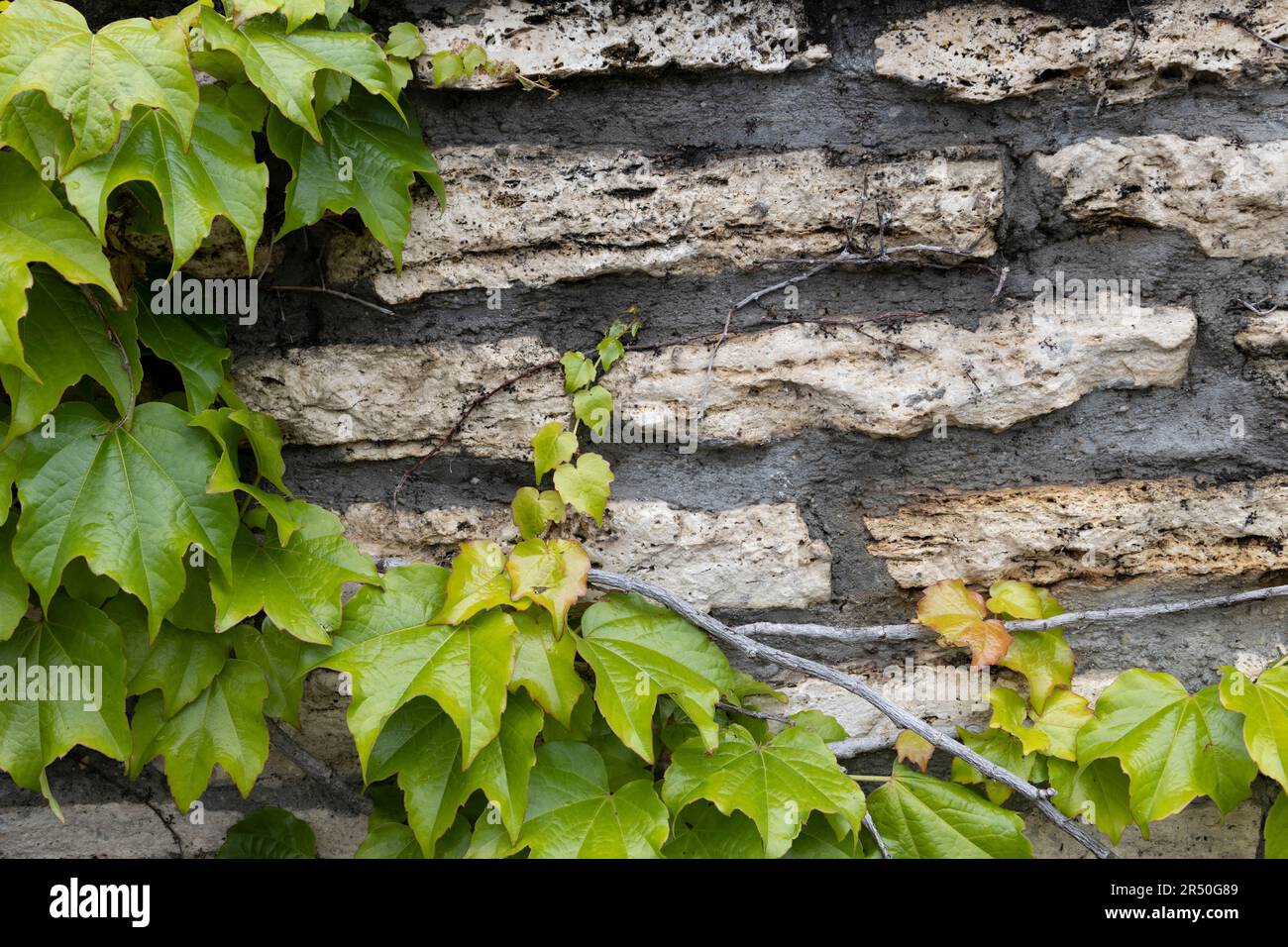 Thickets of wild grape on the wall. Decorative wild grapes on the wall of a house. Beautiful background with plant Stock Photo