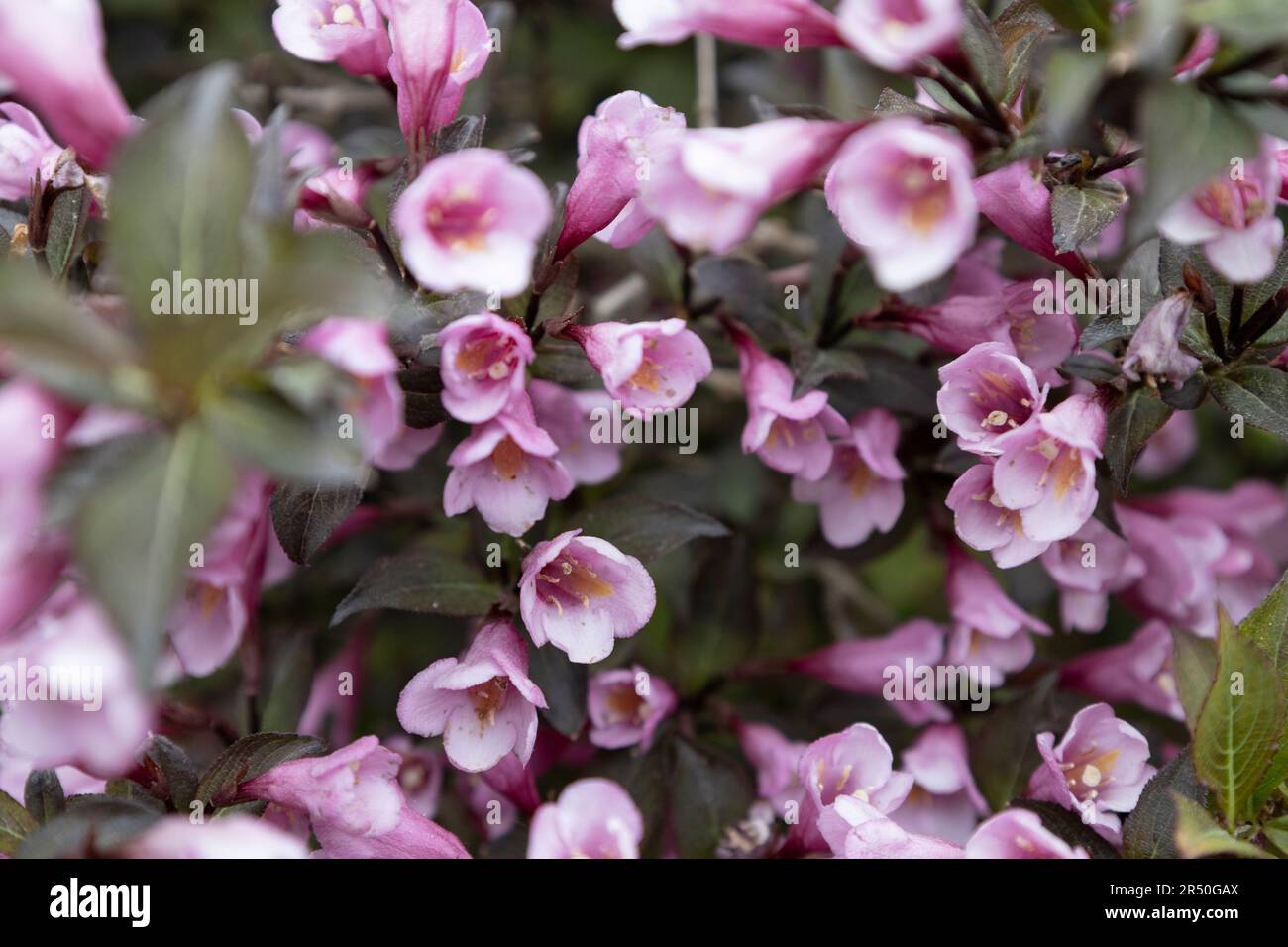Beautiful flowers Weigela nana purpurea on blurry background. Amazing plant with pink flowers on the bush. Stock Photo