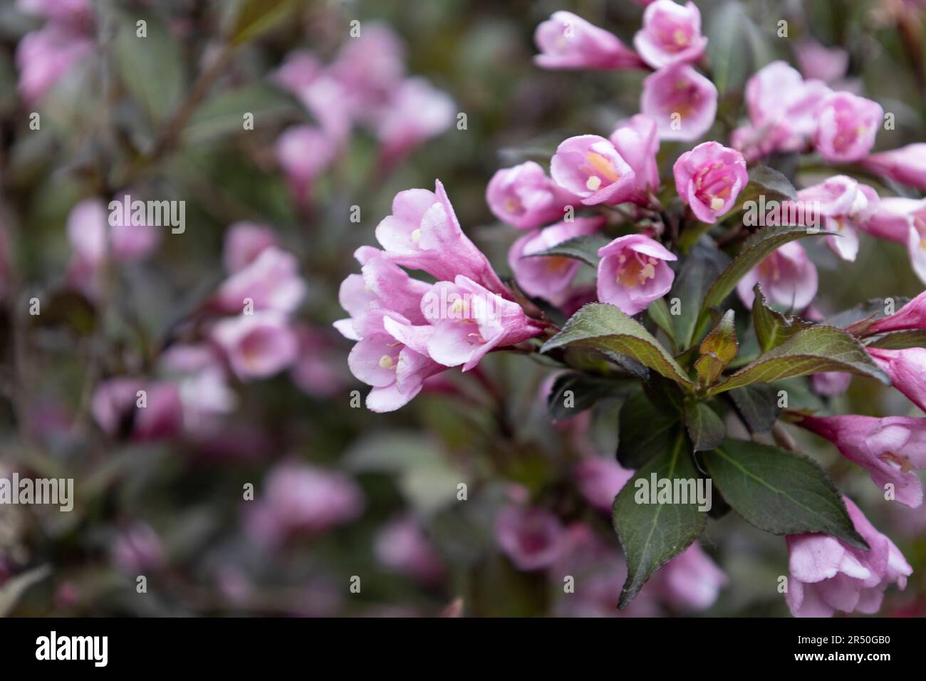 Beautiful flowers Weigela nana purpurea on blurry background. Amazing plant with pink flowers on the bush. Stock Photo