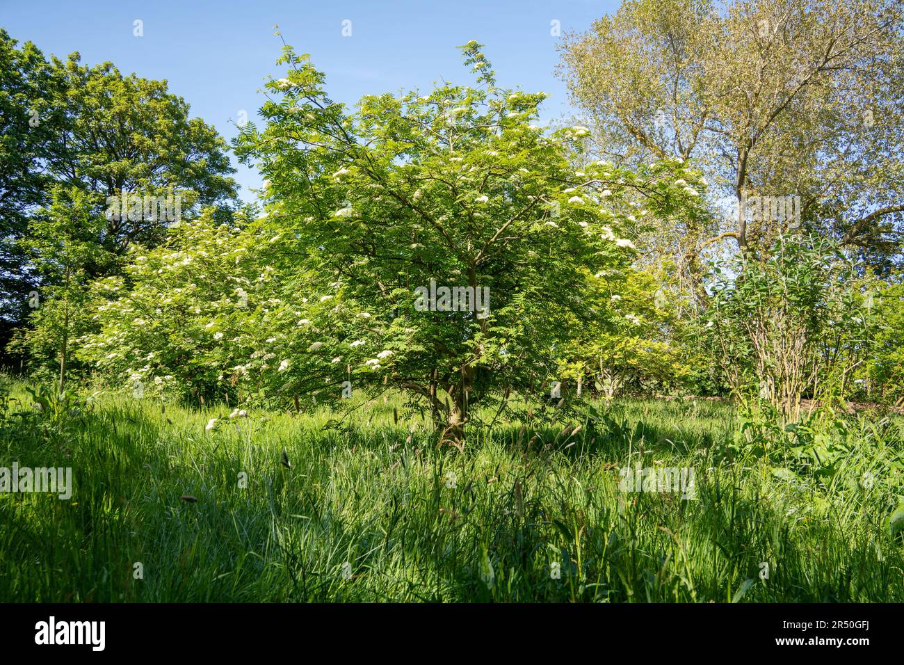 Woodland burial site at Earsdon, North Tyneside, UK, in summer Stock
