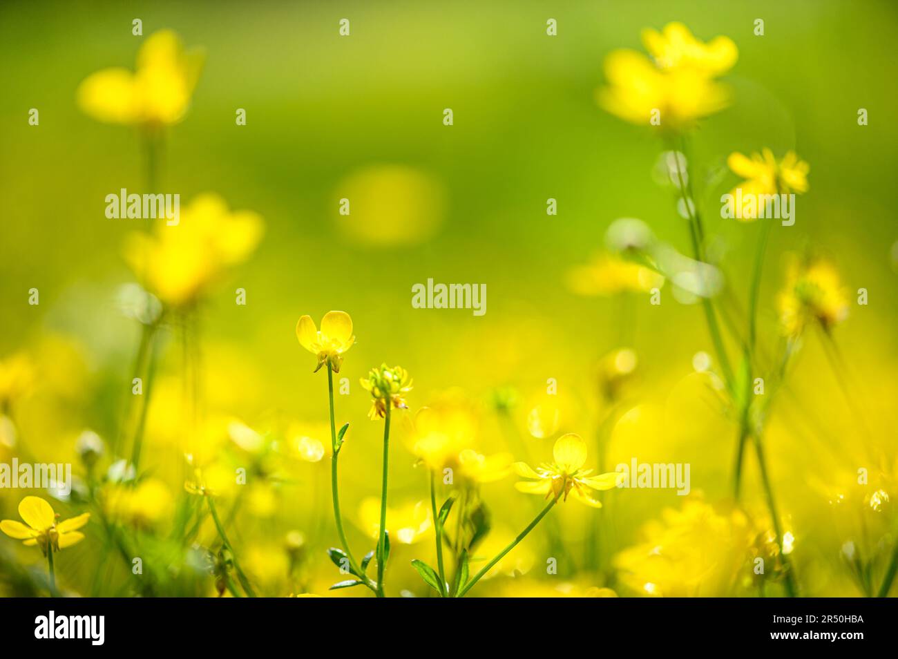 yellow flowers, beautiful natural spring background Stock Photo - Alamy