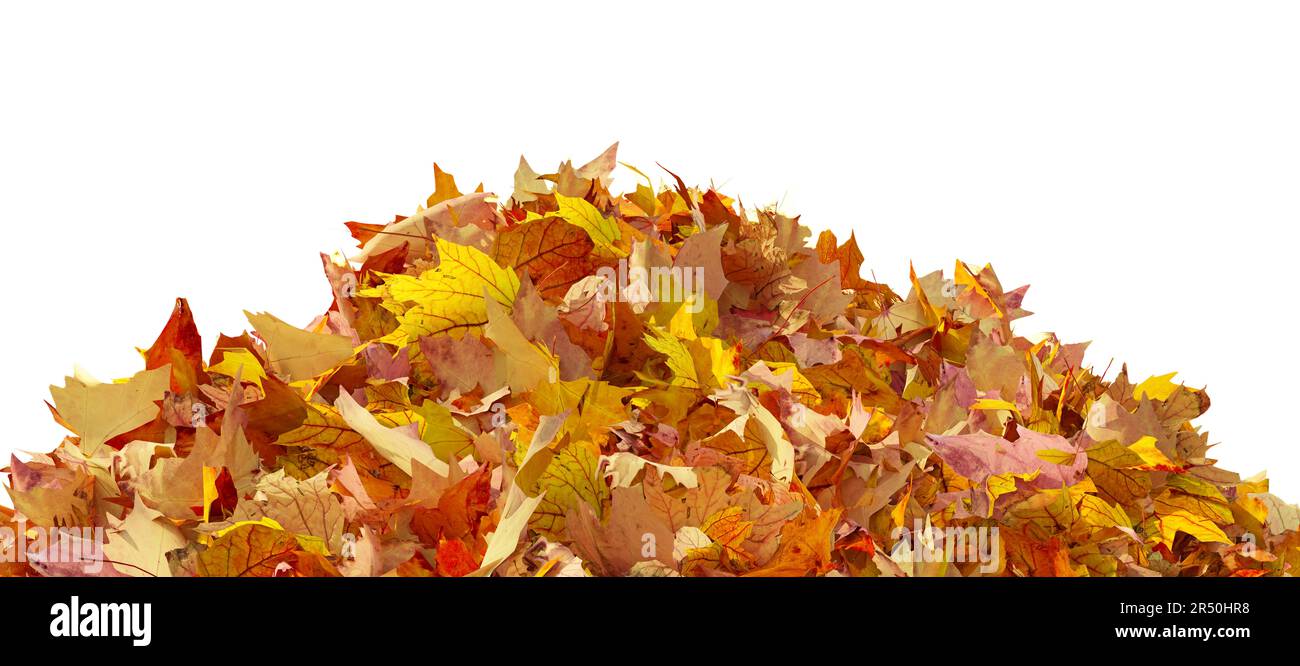 Pile of autumn colored leaves isolated on white background. Colorful foliage of maple leaves in the fall season. 3D illustration Stock Photo