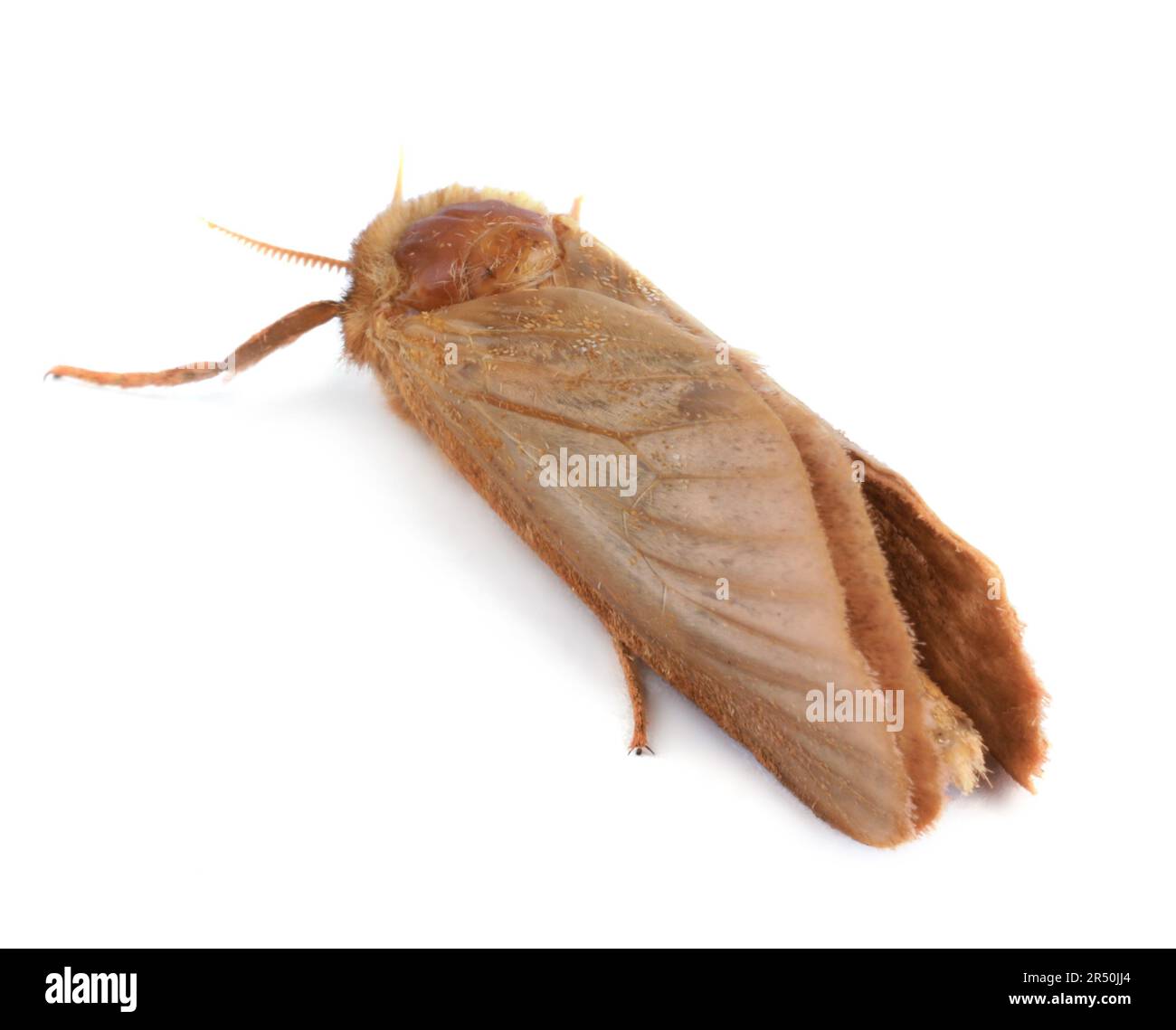 Brown common clothing moth isolated on white Stock Photo Alamy