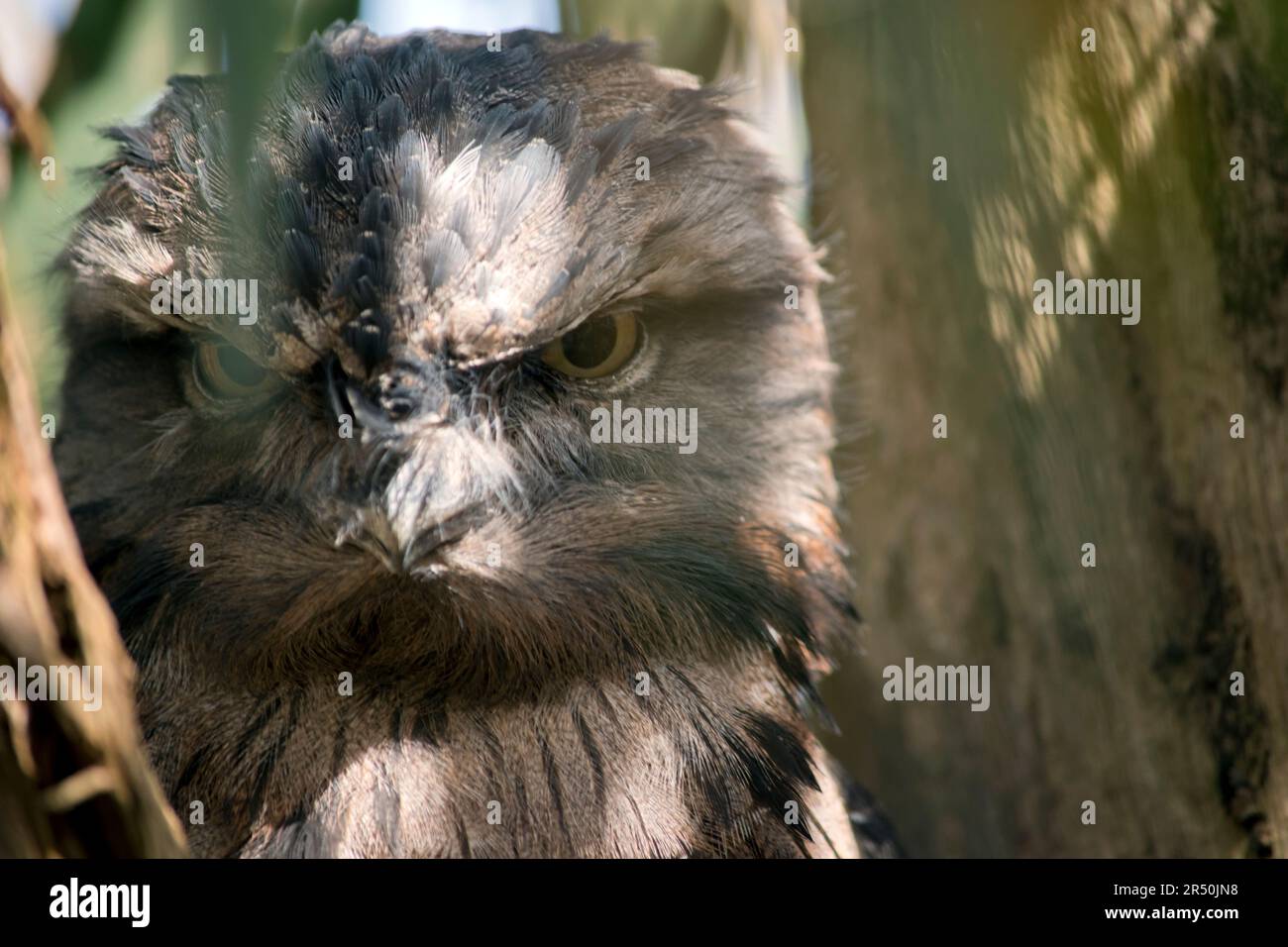 Tawny frogmouths have greyish feathers, lighter below, streaked with darker grey and some reddish tints. Their large eyes have a yellow iris, and the Stock Photo