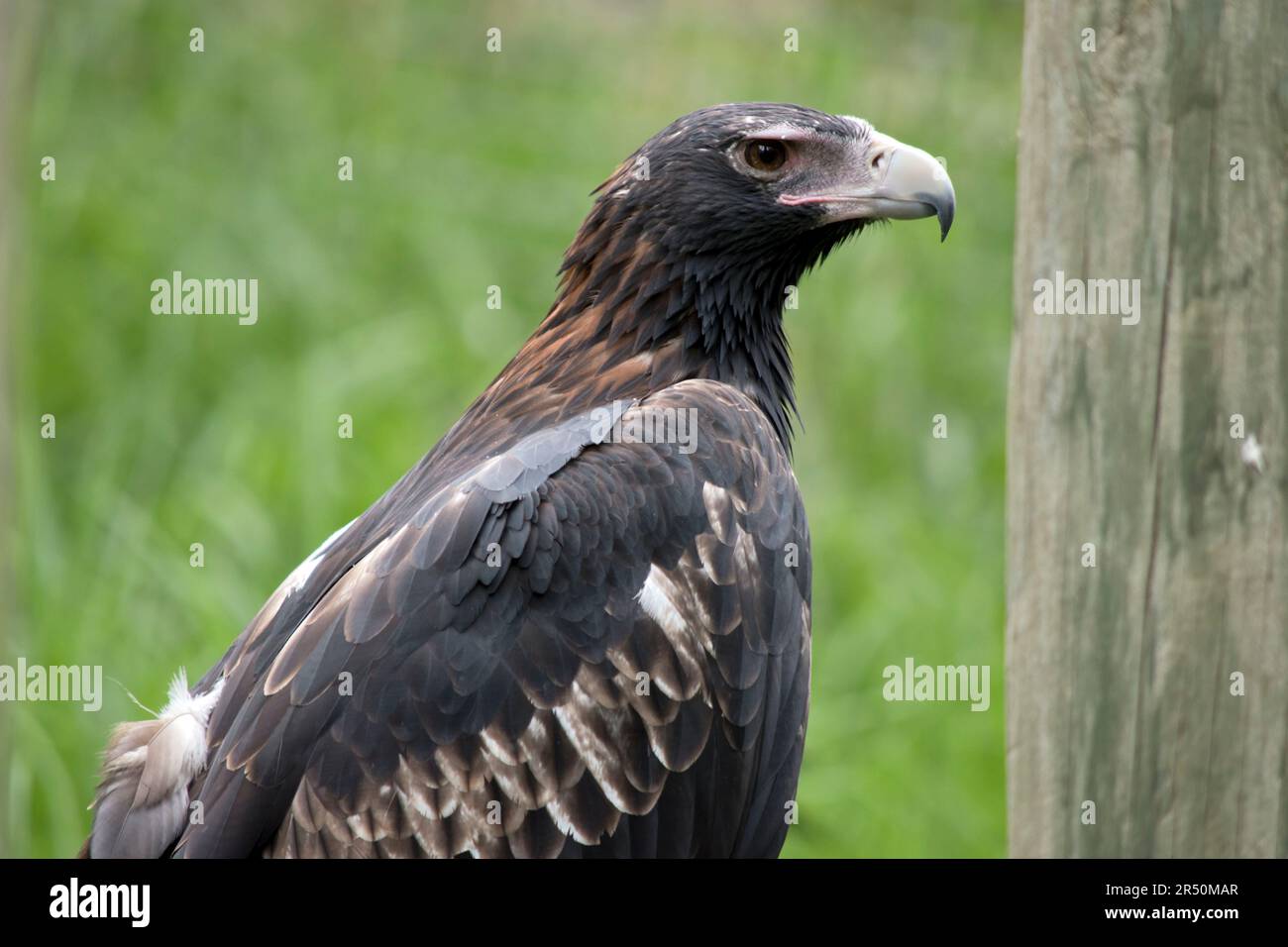 The Wedgetailed Eagle is a dark brownblack color. The beak of the