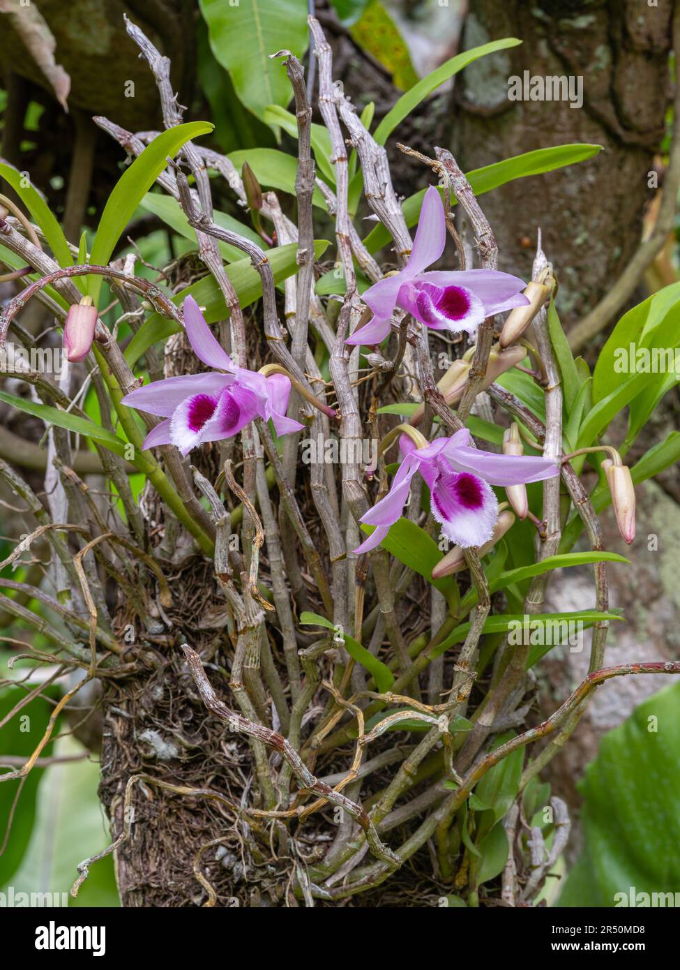 Closeup view of pink and purple flowers of dendrobium anosmum epiphytic orchid species blooming outdoors in tropical garden Stock Photo