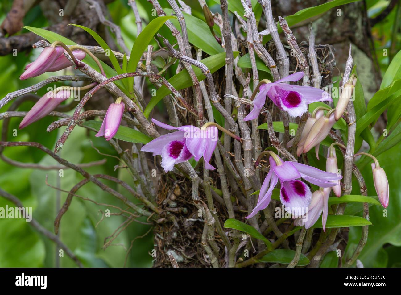 Closeup view of colorful purple and pink flowers and buds of dendrobium anosmum epiphytic orchid species outdoors in tropical garden Stock Photo
