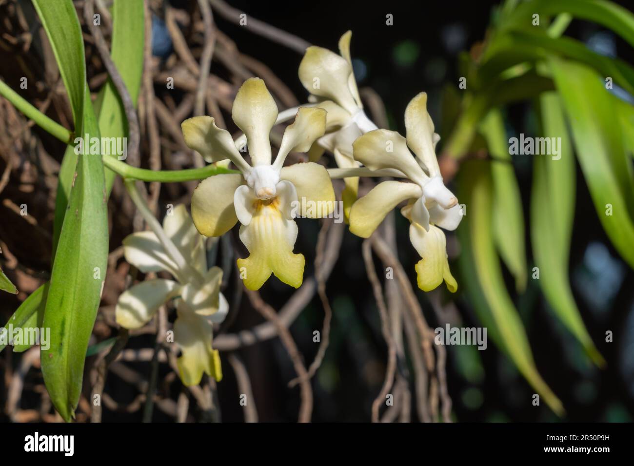 Closeup view of epiphytic orchid species vanda denisoniana yellow and white flowers blooming outdoors in tropical garden Stock Photo