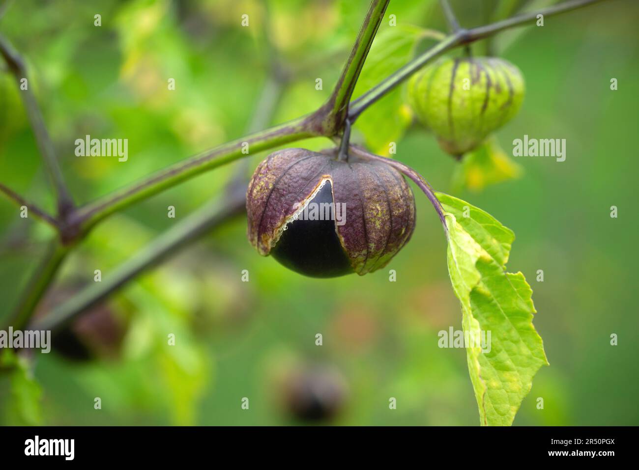 Ripe tomatillo (Physalis philadelphica syn. ixocarpa) on the plant Stock Photo