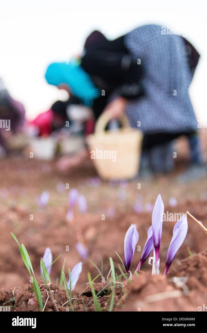 Saffron Blooms Harvest by Women Farmers in Taliouine, Morocco, in the Early Morning Light Stock Photo