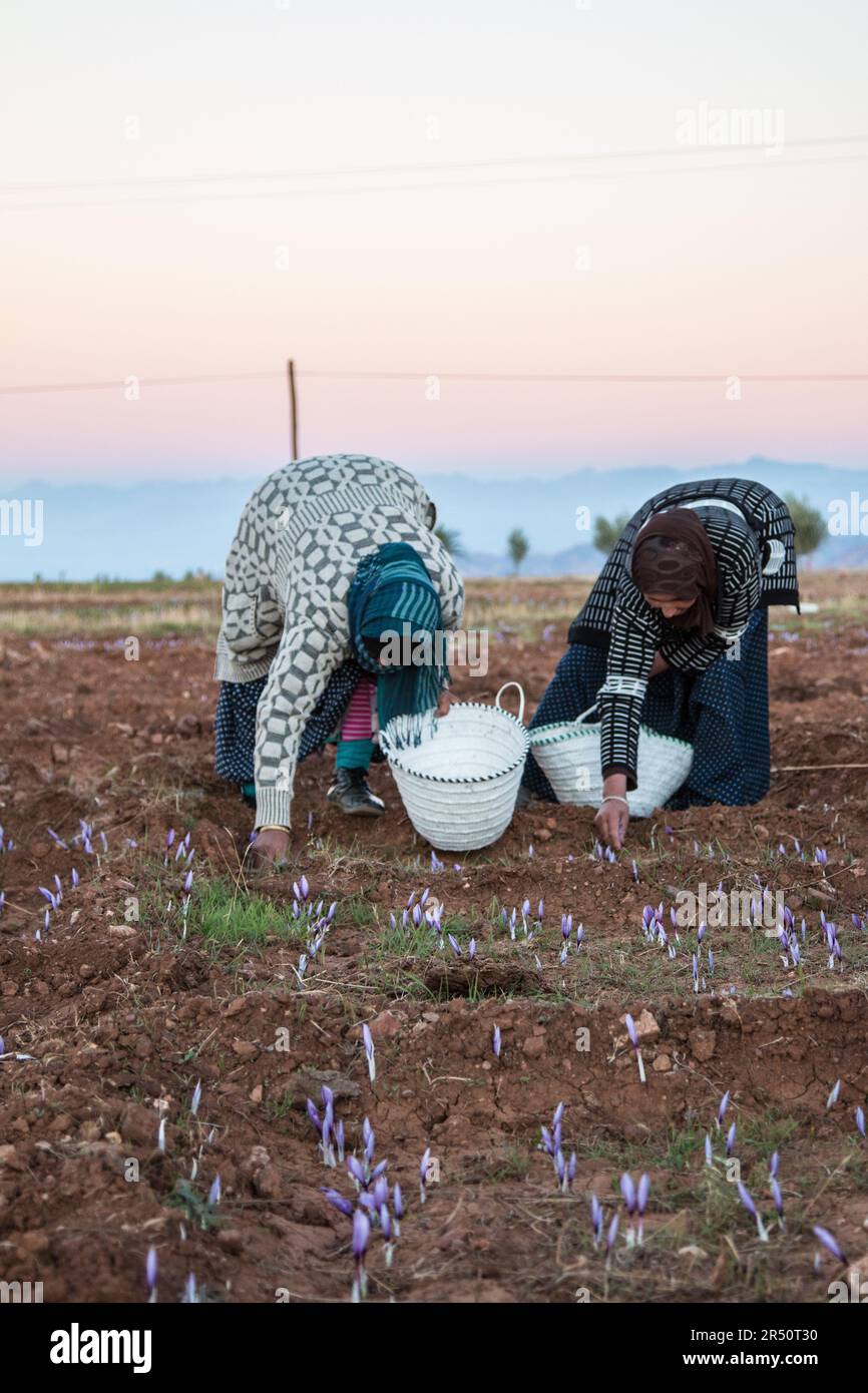 Early Dawn Saffron Flower Harvesting by Women Cultivators in Taliouine