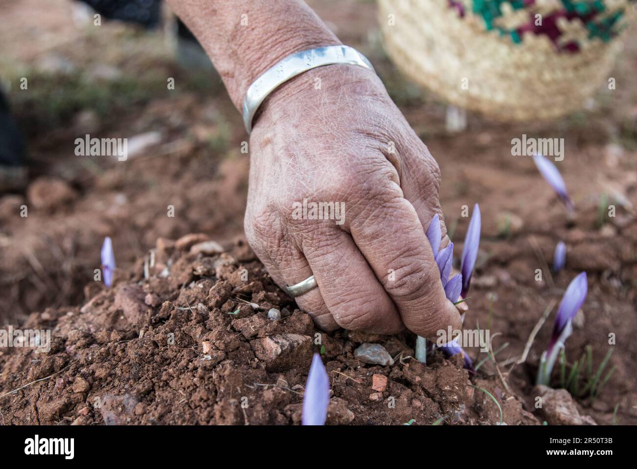 Dawn's Break Saffron Flower Collection by Female Growers in Taliouine, Southern Morocco Stock Photo