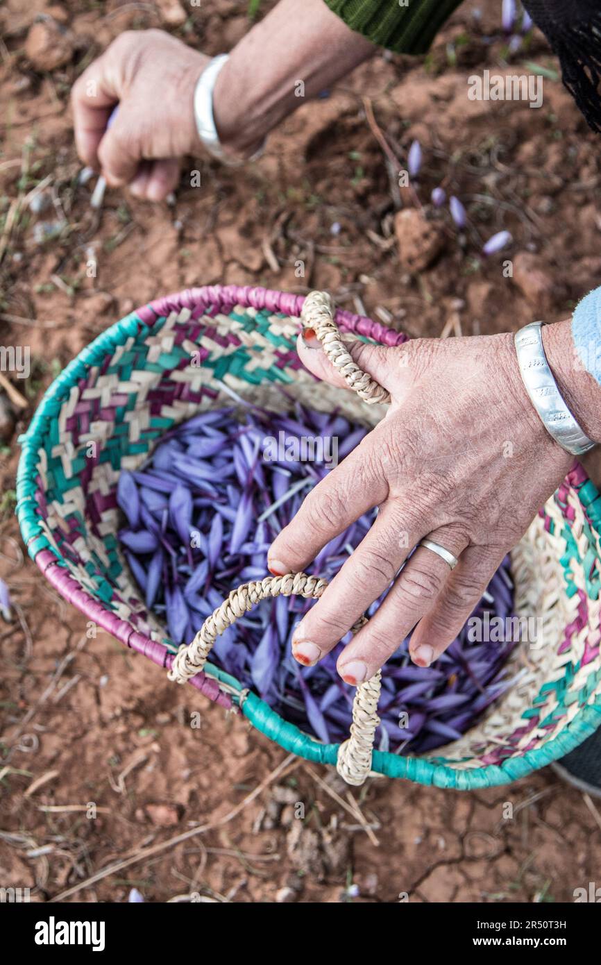 Women in Taliouine, Morocco, Harvesting Saffron Flowers in the Morning