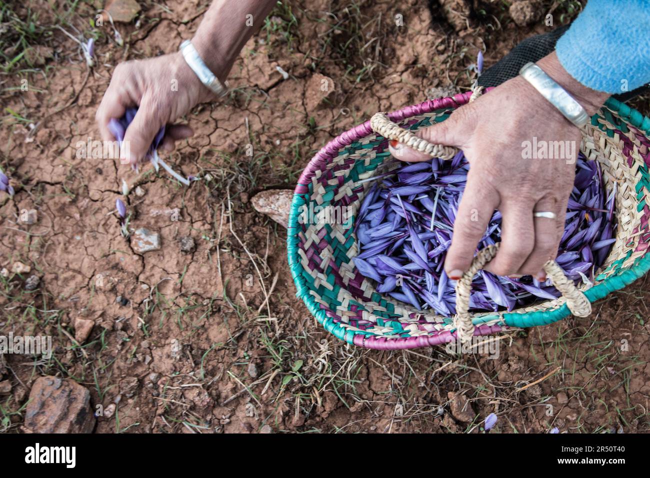 Dawn's Early Light Saffron Flower Harvest by Women Growers in Taliouine, Southern Morocco Stock Photo