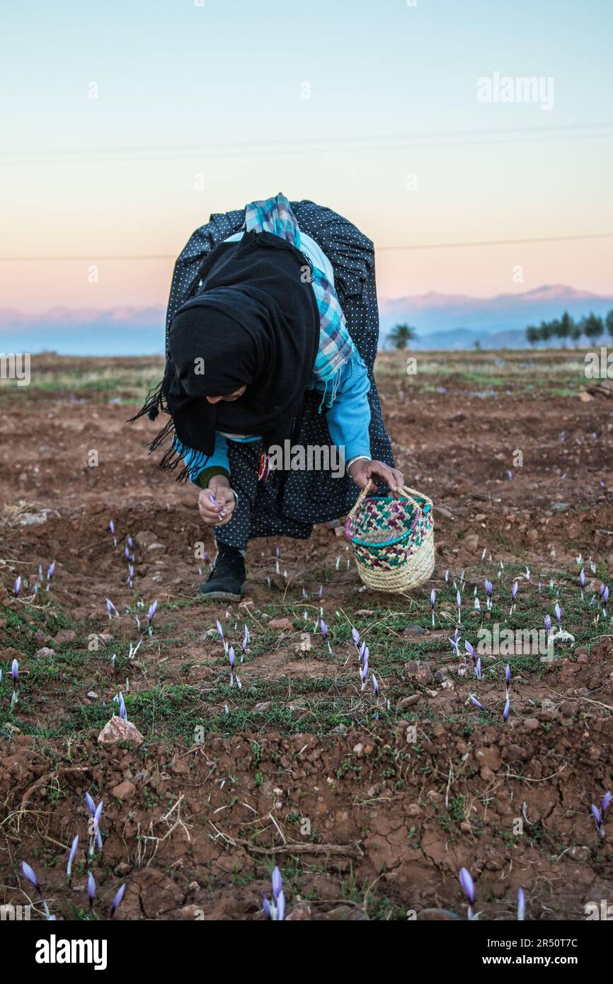 Early Morning Saffron Picking by Women Cultivators in Taliouine, Morocco Stock Photo