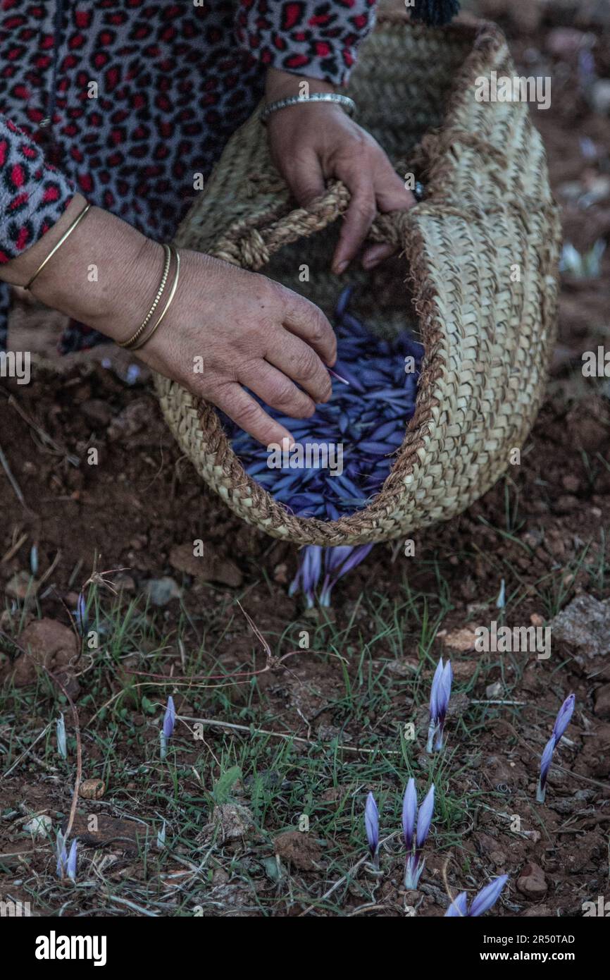 Morning Harvest of Saffron Blooms by Women Farmers in Taliouine