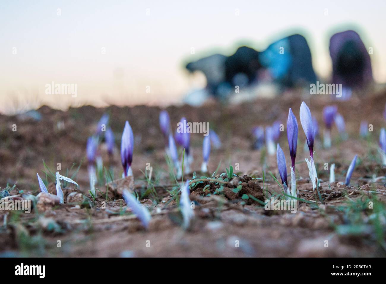 Female Saffron Growers Picking Flowers Early in the Morning in Taliouine, South Morocco Stock Photo