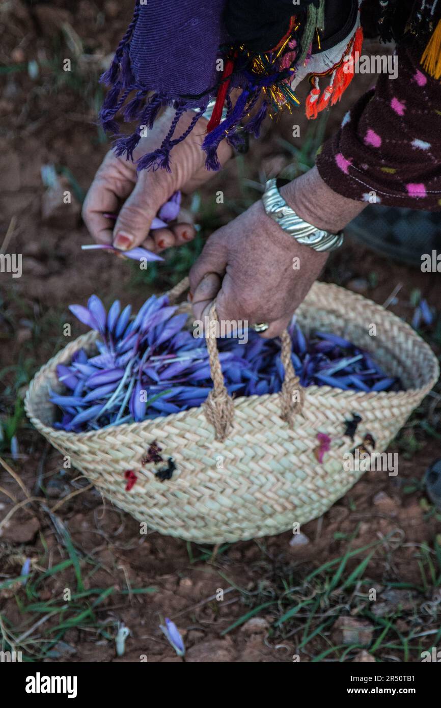 Sunrise Anticipating Harvest of Saffron Blooms by Female Growers in Taliouine, Morocco Stock Photo