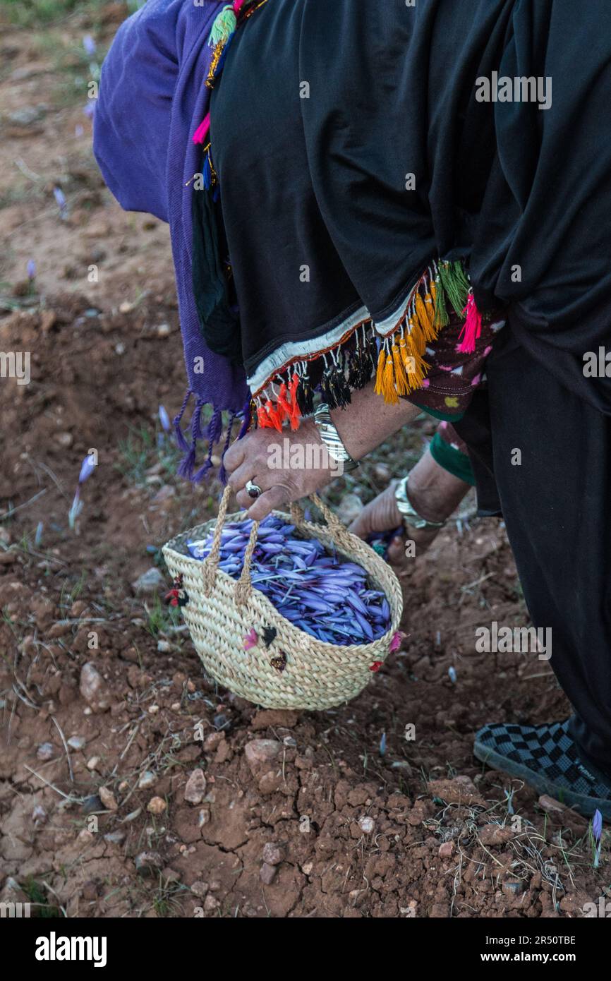 Early Morning Harvesting of Saffron Flowers by Female Cultivators in