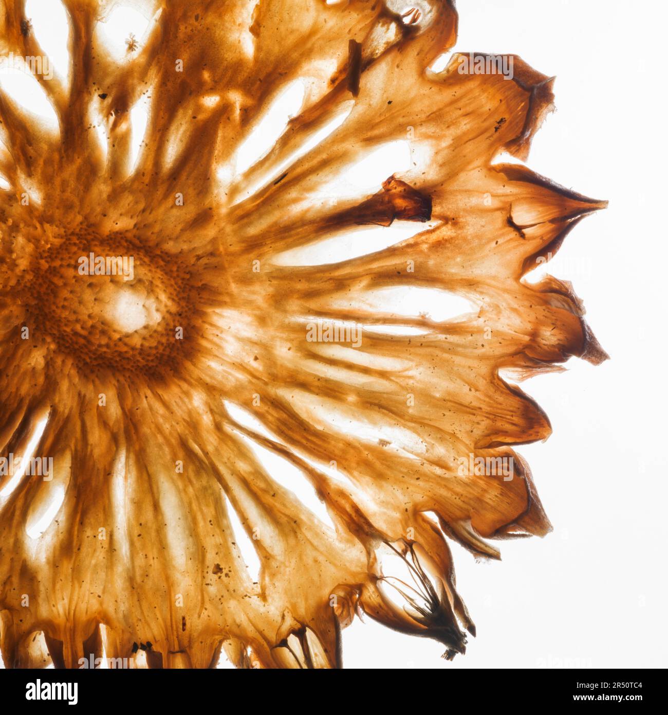 Dried pineapple slice Stock Photo