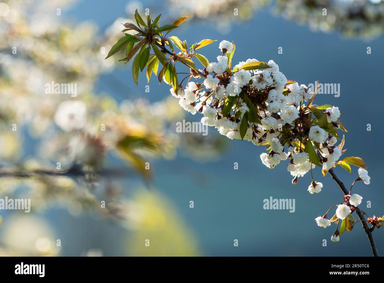 Apple blossom on the branch Stock Photo