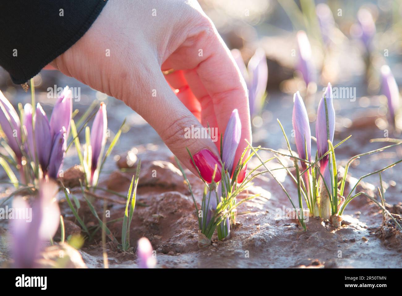 A Woman's Hand Detailed While Picking Saffron Flowers in Taliouine, Morocco Stock Photo