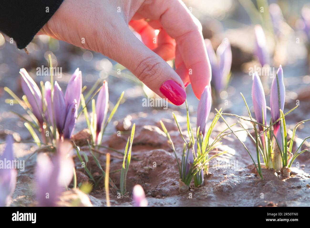 Safran marocain hires stock photography and images Alamy