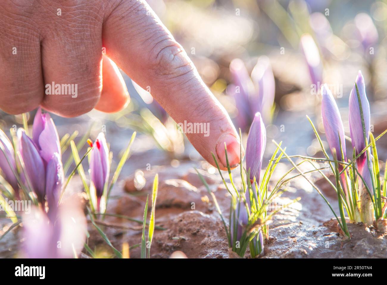 Capturing the Details of a Woman's Hand Picking Saffron Flowers in Taliouine, Morocco Stock Photo