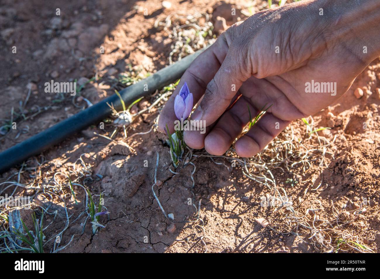 Close-Up of a Woman's Hand Picking Saffron Flowers in Taliouine, Southern Morocco Stock Photo