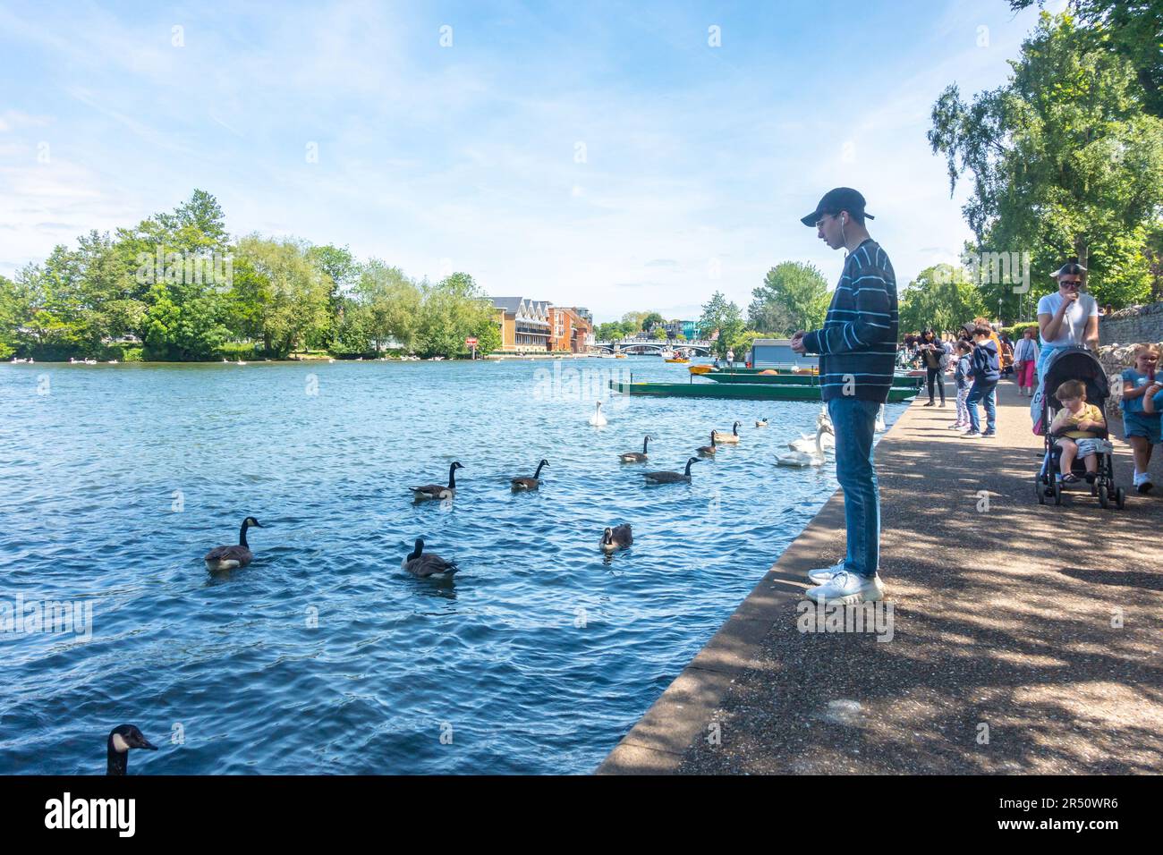 A teenage boy stand at the edge of The River Thames and watches the canada geese that are swimming by. Stock Photo