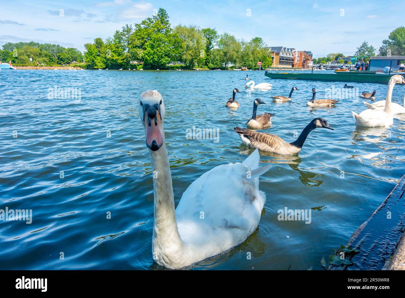 Swans and Canada geese on The River Thames at Windsor in Berkshire, UK Stock Photo