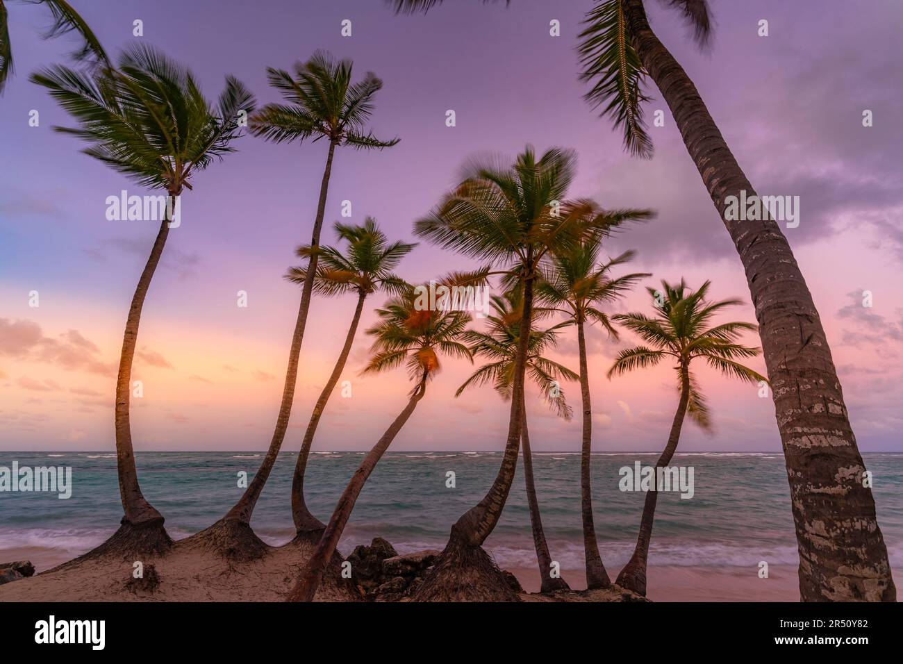 View of palm trees on Bavaro Beach at sunset, Punta Cana, Dominican Republic, West Indies, Caribbean, Central America Stock Photo